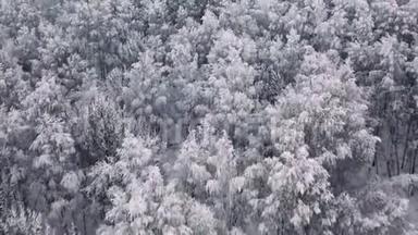 冬季雪中的空中冻松和杉树。 很多树，<strong>木头</strong>。 茂密的森林鸟瞰图.. 直升机无人驾驶飞机